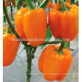 Proveedor de semillas de pimiento naranja resistente a la enfermedad de ASP051 Dianhua